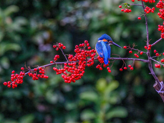 kingfisher&zwnj;&zwnj; and red berries on a branch