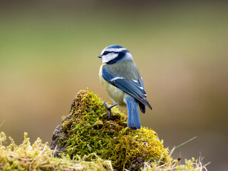  Blaumeise (Cyanistes caeruleu)