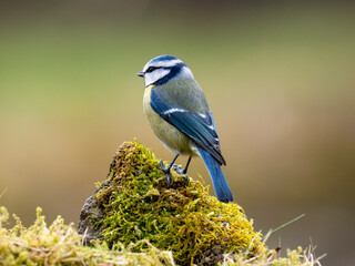  Blaumeise (Cyanistes caeruleu)