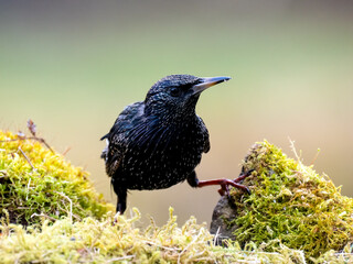 Star (Sturnus vulgaris)