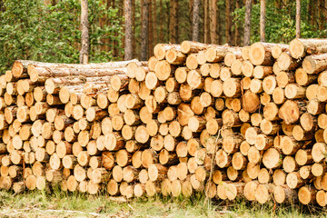 Pile of wood wooden logs in forest