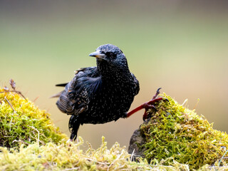Star (Sturnus vulgaris)