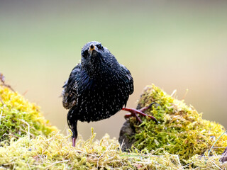 Star (Sturnus vulgaris)