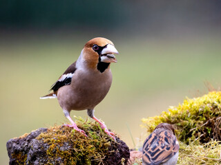 Kernbeißer (Coccothraustes coccothraustes)
