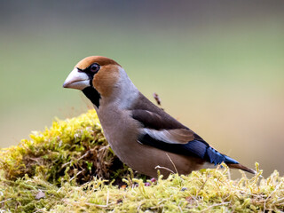 Kernbeißer (Coccothraustes coccothraustes)