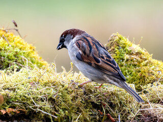 Haussperling (Passer domesticus)
