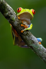 Agalychnis callidryas, commonly known as the red-eyed tree frog or red-eyed leaf frog, sitting on a branch with a green rainforest background.
