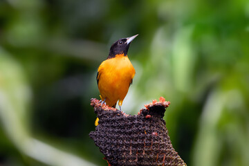 Baltimore oriole (Icterus galbula), a beautiful oriole perched on a tropical fruit with a green background.