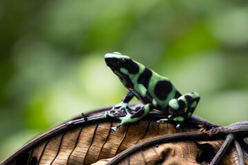 Green-and-black poison dart frog (Dendrobates auratus), also known as the green-and-black poison arrow frog and green poison frog sitting on a brown leaf in a tropical rainforest.