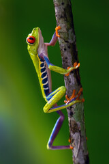 Agalychnis callidryas, commonly known as the red-eyed tree frog or red-eyed leaf frog, climbs a branch in a green rainforest.