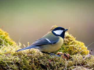 Kohlmeise (Parus major)