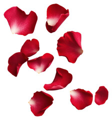 Fototapeta premium PNG Flying rose petals background flower white.
