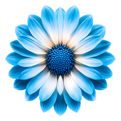 A blue chrysanthemum flower with a white background, no shadows, high resolution, no blur, and a clear texture of the petals. The center is filled with vibrant shades of sky-blue, creating an 