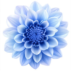 Fototapeta premium A blue chrysanthemum flower with a white background, no shadows, high resolution, no blur, and a clear texture of the petals. The center is filled with vibrant shades of sky-blue, creating an 
