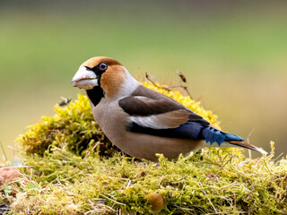 Kernbeißer (Coccothraustes coccothraustes)