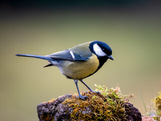 Kohlmeise (Parus major)