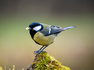 Kohlmeise (Parus major)