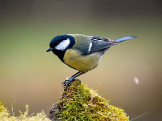 Kohlmeise (Parus major)