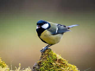 Kohlmeise (Parus major)