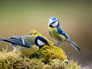 Kohlmeise (Parus major)     Blaumeise (Cyanistes caeruleu)