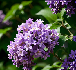 Lilac flowers set on white isolated background, watercolor botanical painting, floral elements. Violet flower.Close-up of lavender flowers, Soft focus on black banner background