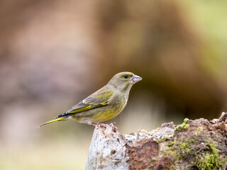 Fototapeta premium Grünfink&nbsp;(Chloris chloris)