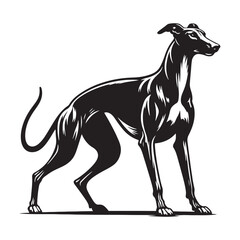 Obraz premium Iconic Greyhound silhouette showcasing sleek body shape - Greyhound illustration - minimal Greyhound vector - dog silhouette 