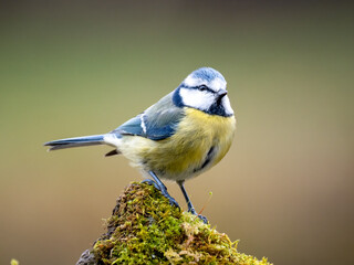  Blaumeise (Cyanistes caeruleu)