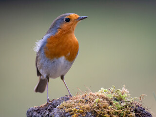 Rotkehlchen (Erithacus rubecula)
