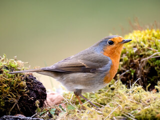 Rotkehlchen (Erithacus rubecula)