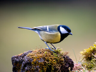 Kohlmeise (Parus major)   