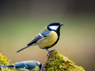 Kohlmeise (Parus major) © Lothar Lenz