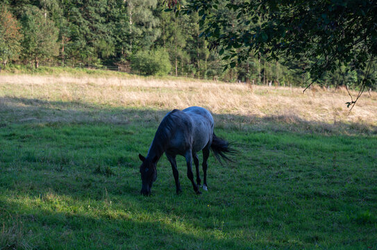 A horse in a pasture