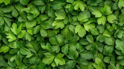 Close Up View Of Lush Green Leaves With Water Droplets