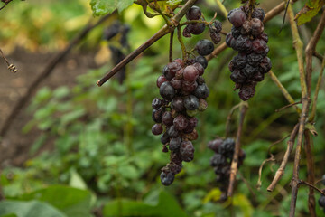 bunches of rotten and dry red wine grapes on branches in autumn