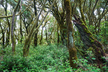 Garajonay National Park. La Gomera (Canary Islands)