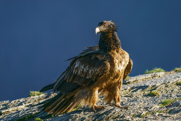 Fototapeta premium Bearded vulture (Gypaetus barbatus)