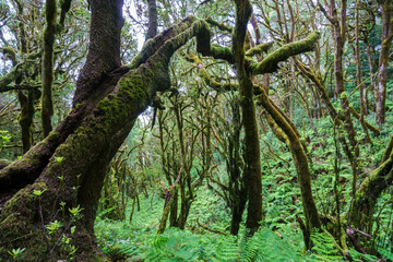 Garajonay National Park. La Gomera (Canary Islands)