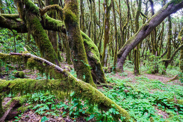 Garajonay National Park. La Gomera (Canary Islands)