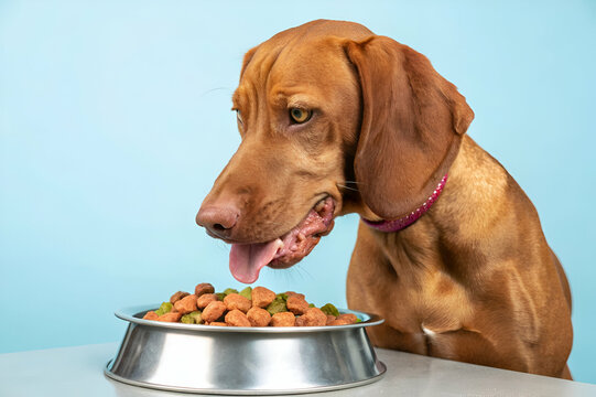 healthy dog food A brown dog looking at a bowl of pet food with a curious expression against a light blue background.