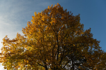 Golden autumn leaves. Landscape garden. Golden crown of huge red oak tree at sunset against a blue autumn sky. Nature concept for design