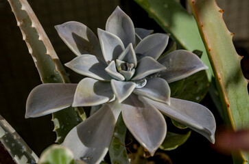 La Graptopetalum paraguayense se llama la planta fantasma debido a los residuos en las hojas que la...