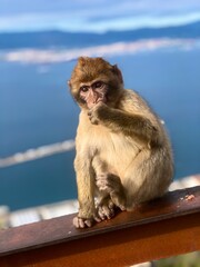 Curious Young Monkey with Expressive Eyes: Close-up of a curious young monkey with bright,...