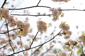 Obraz premium Branches of sakura flowers, cherry blossom