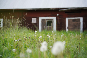 dandelion field