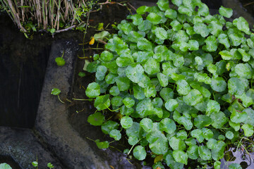Centella asiatica planting in pond