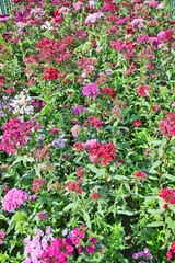 A vibrant display of various flowers in shades of pink and red, creating a colorful tapestry against a lush green backdrop. 