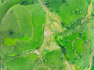 High angle view Rows of growing tea plantation at Long Coc mountains, Phu Tho province,Texture of Green tea leaf in northern Vietnam