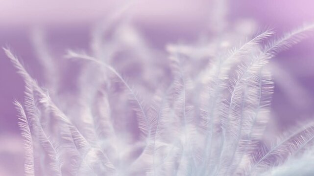 Macro shot of feather swaying in wind