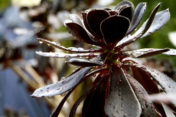 Succulent leaves glisten with fresh rain droplets under soft morning light. The rich colors of the...